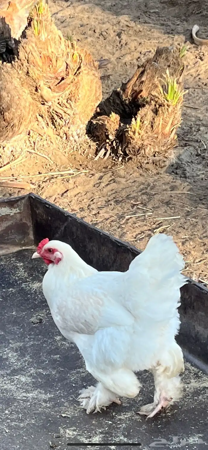 دجاج براهما للبيع 3
