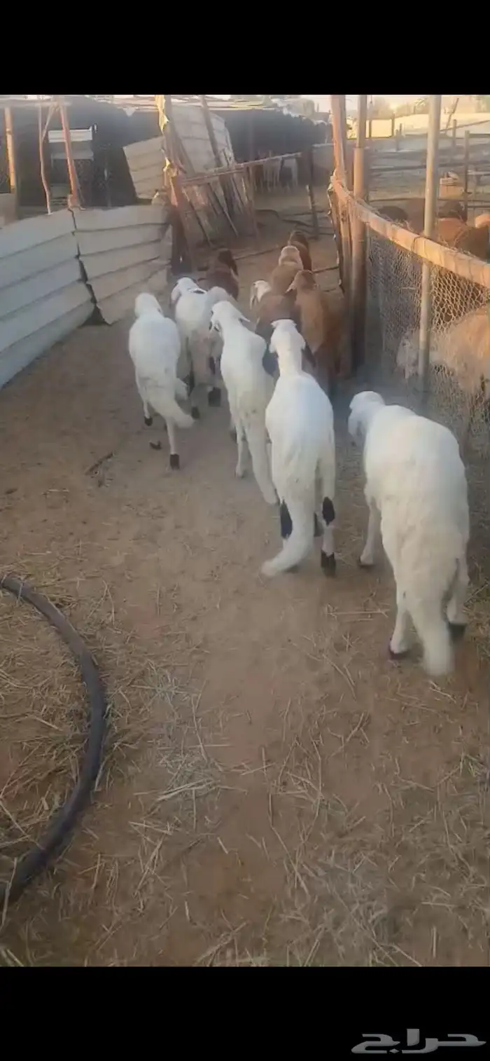 للبيع سواكن مرابي شرط طليان فاخره 0