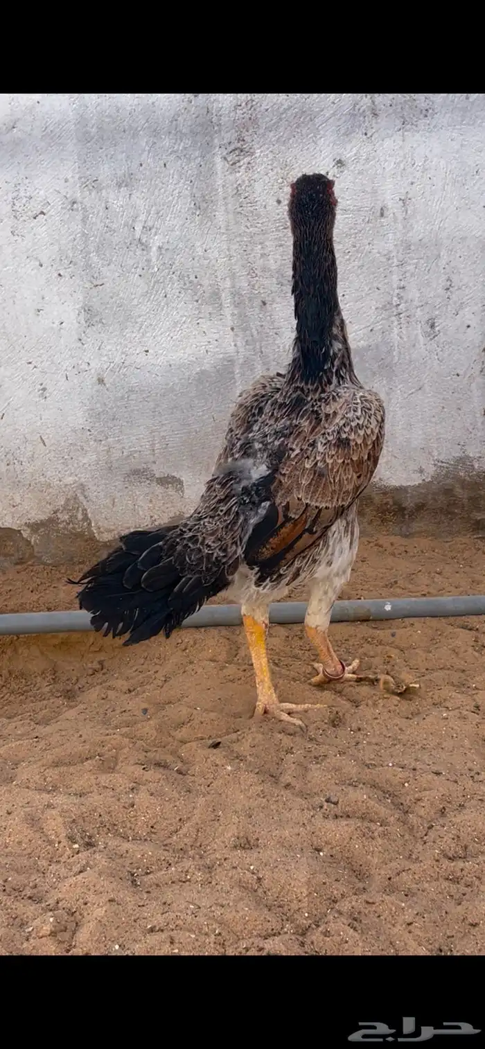 شاموديك ودجاجه 11