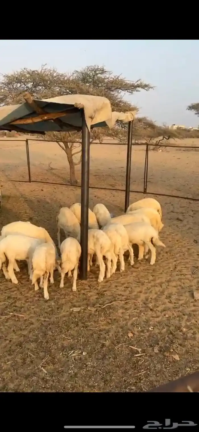 طليان حريه العدد 23 أربع أناثي و 19 ذكران طليان طيبه وممتاز 2