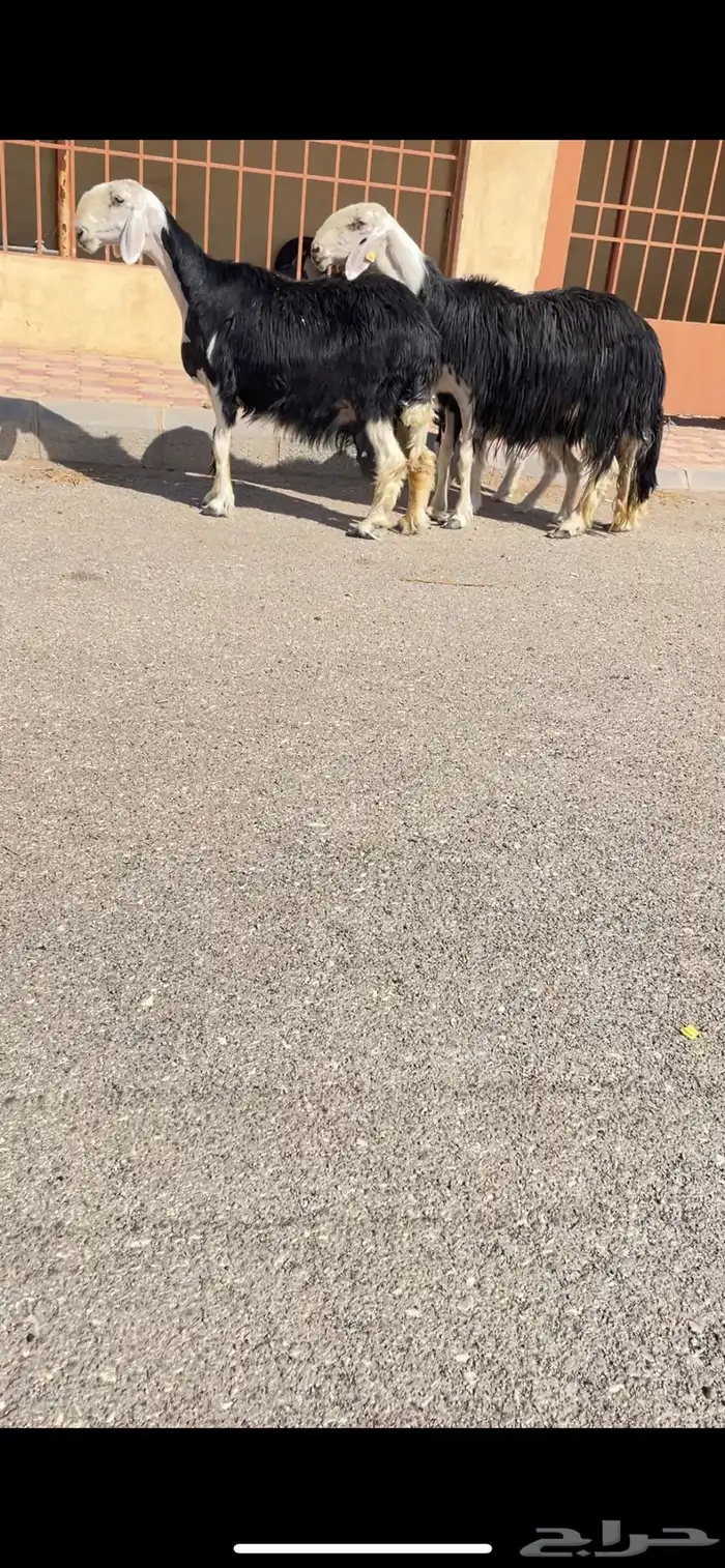 غنم نجد موليد2 0