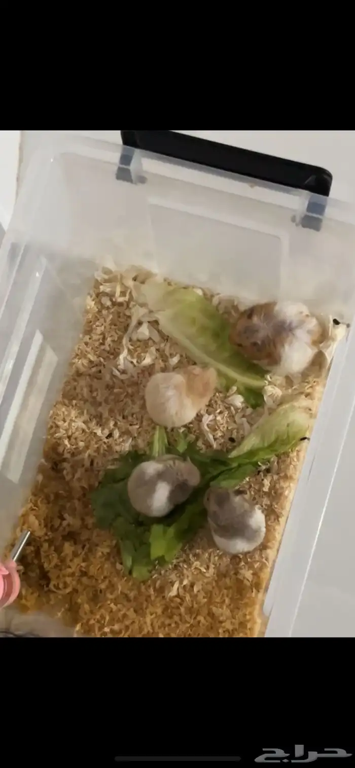 هامستر للبيع 0