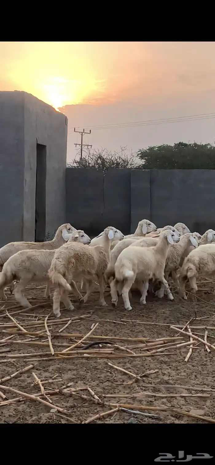 رخال مقنى وذبح مقفله 1