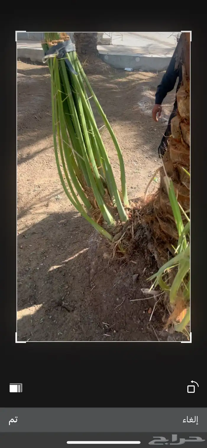 صينو نخل اي نوع 2