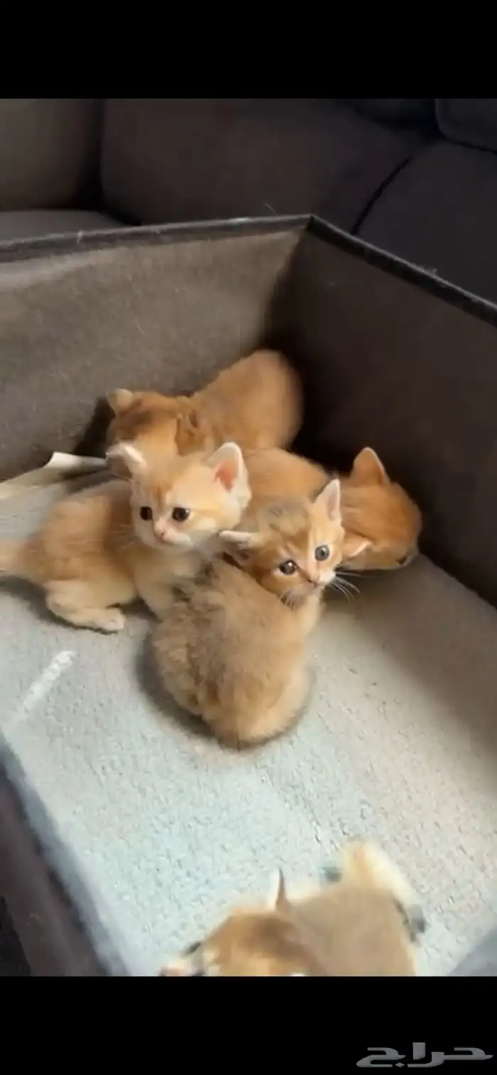 كتن برتش قولد 1