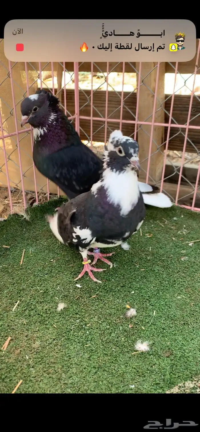 حمام قطايف 1