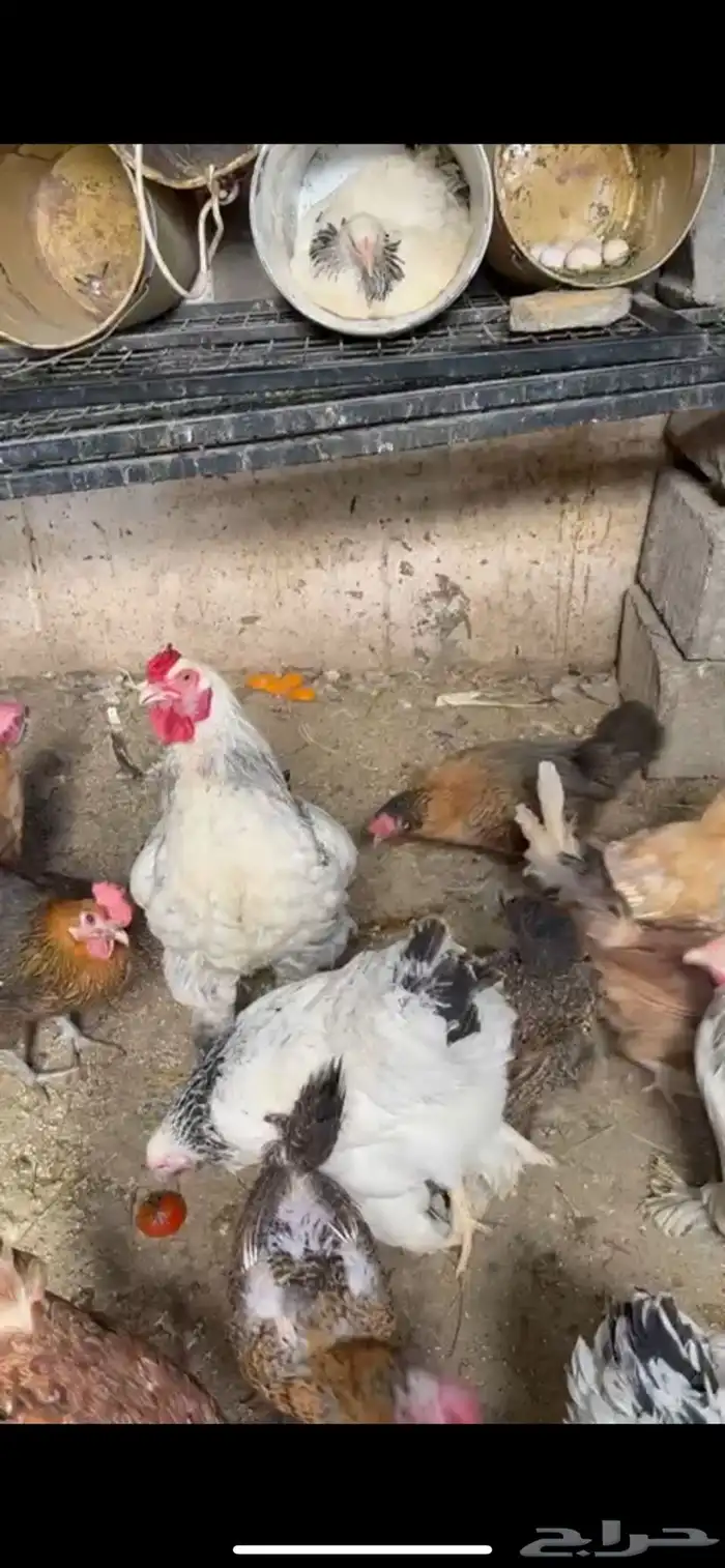 يوجد4 من البراهما أمريكي وطبق واحد فقط من البيض البلدي 1