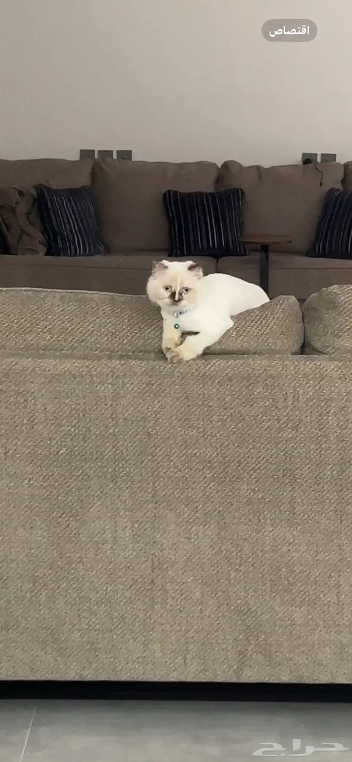 قطه مفقوده 1