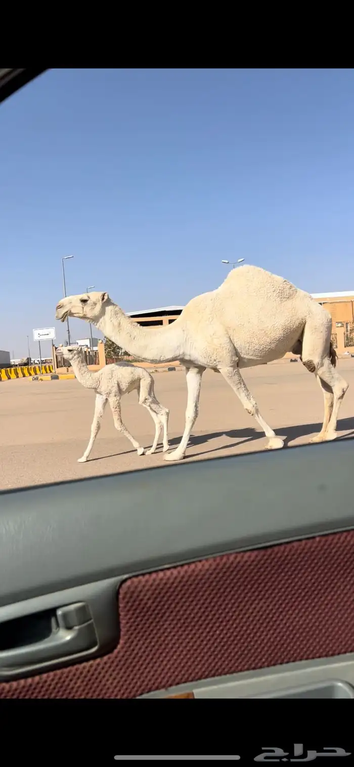 خلفه وضحى كفو 0