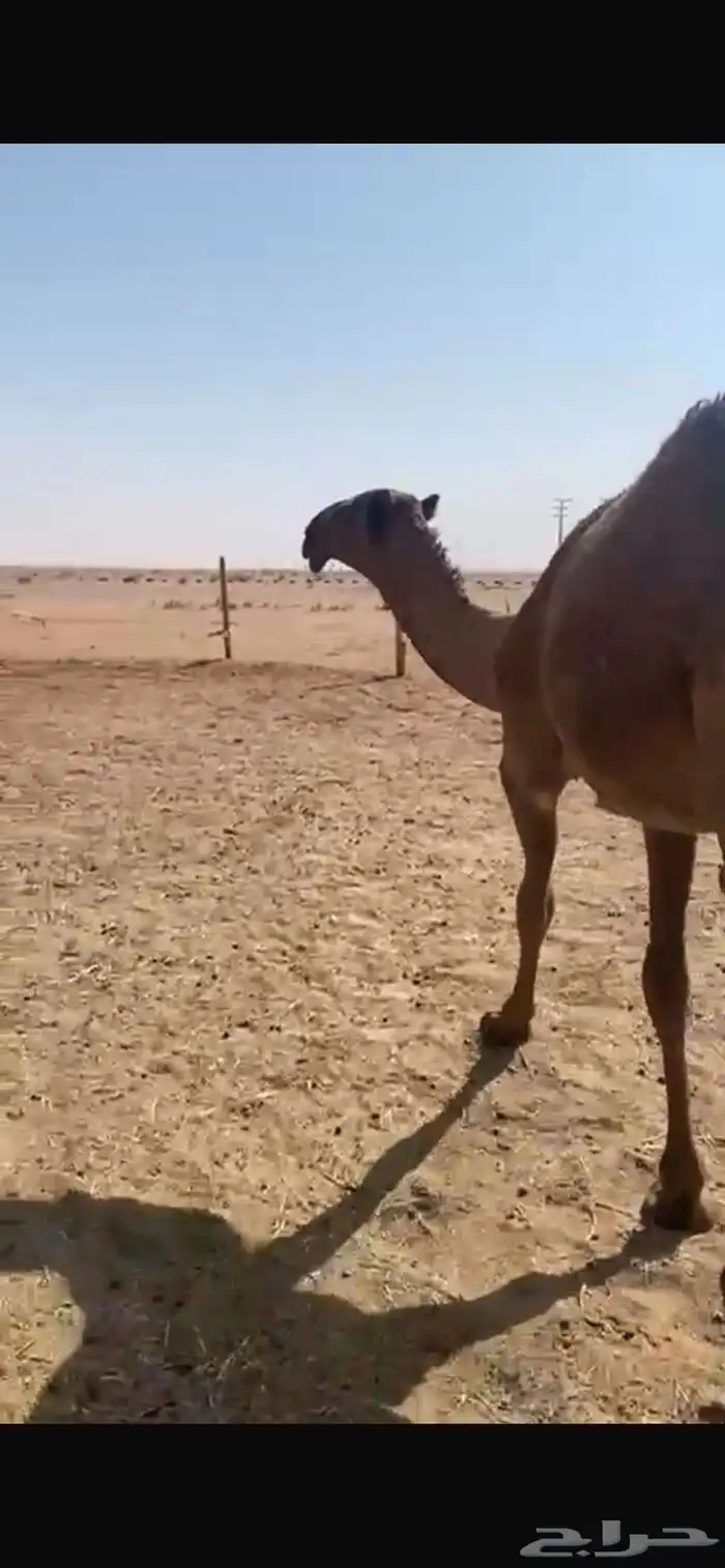 بكره للبيع 2