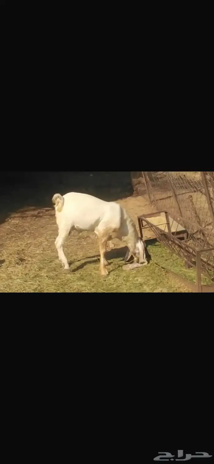 تيس هولندي 1