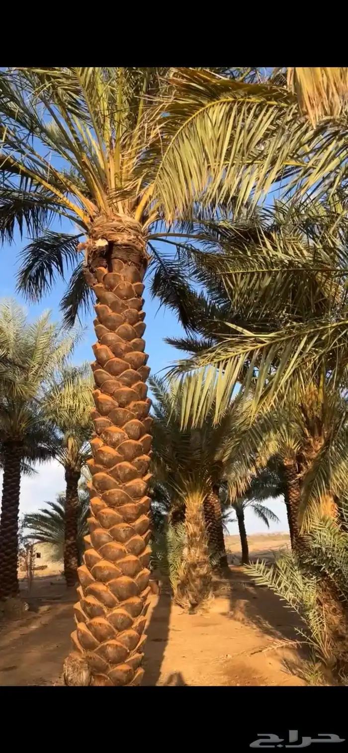 نخيل مكرب للبيع 3