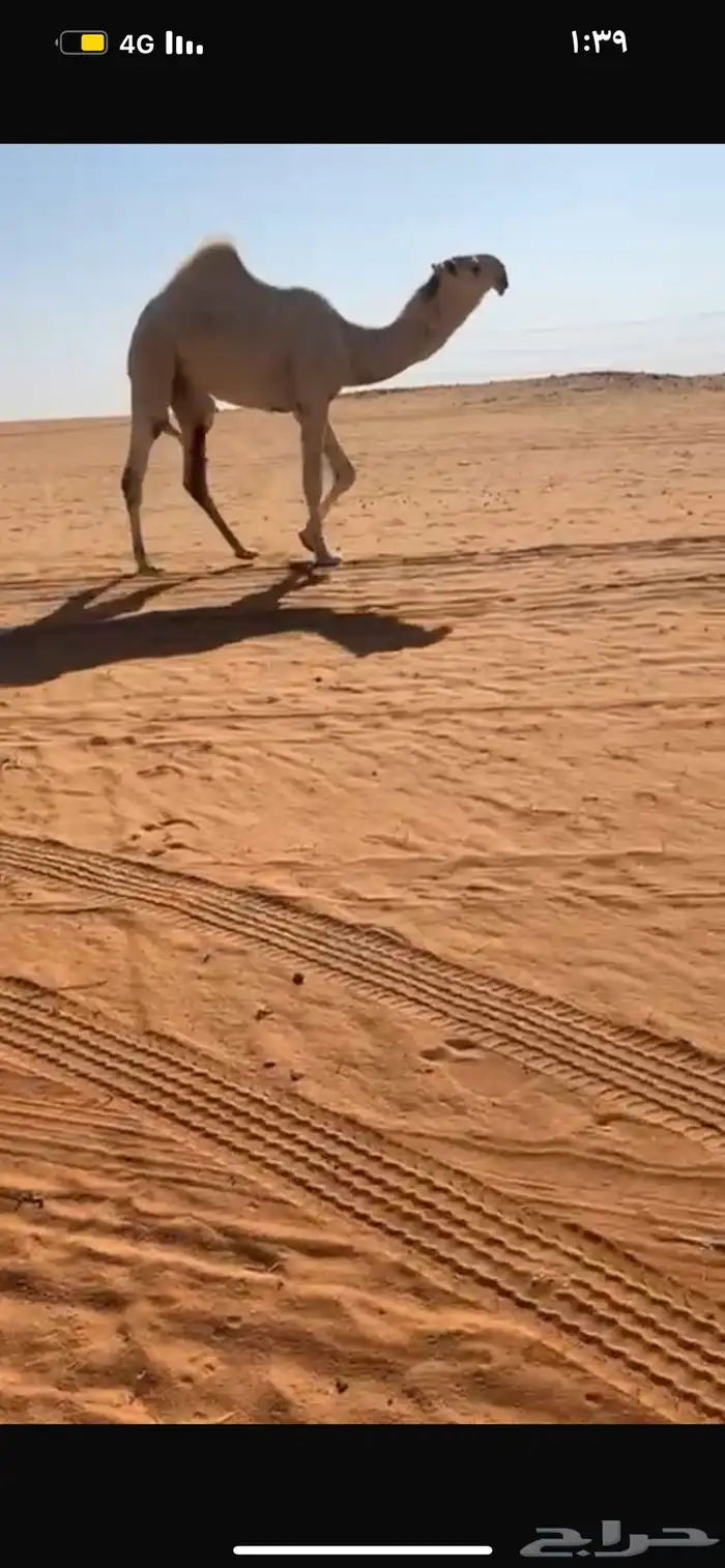 قعود يلقي ابوه الامير ولد الحاكم 0