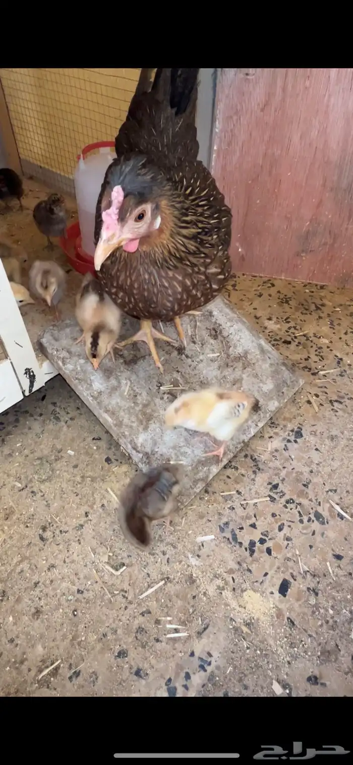 دجاجه عربيه معها 14 فرخ 0