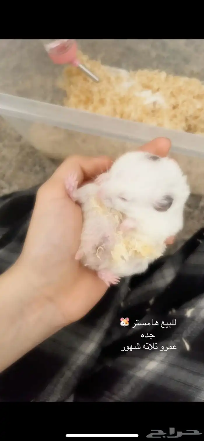 هامستر للبيع 2