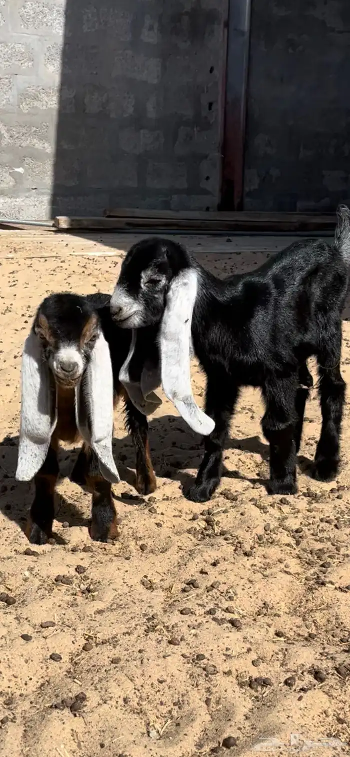 دواغير عوارض 0