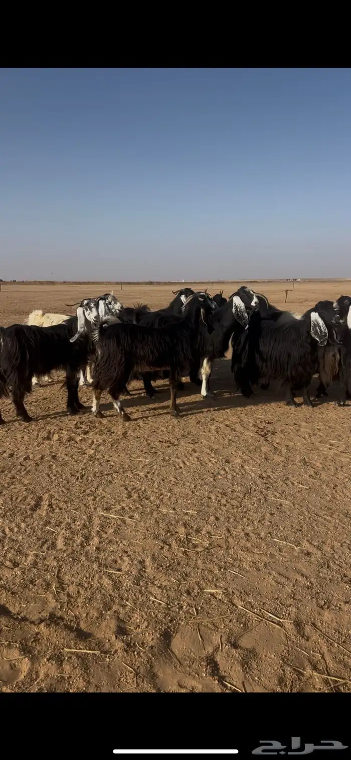 للبيع معزا 0