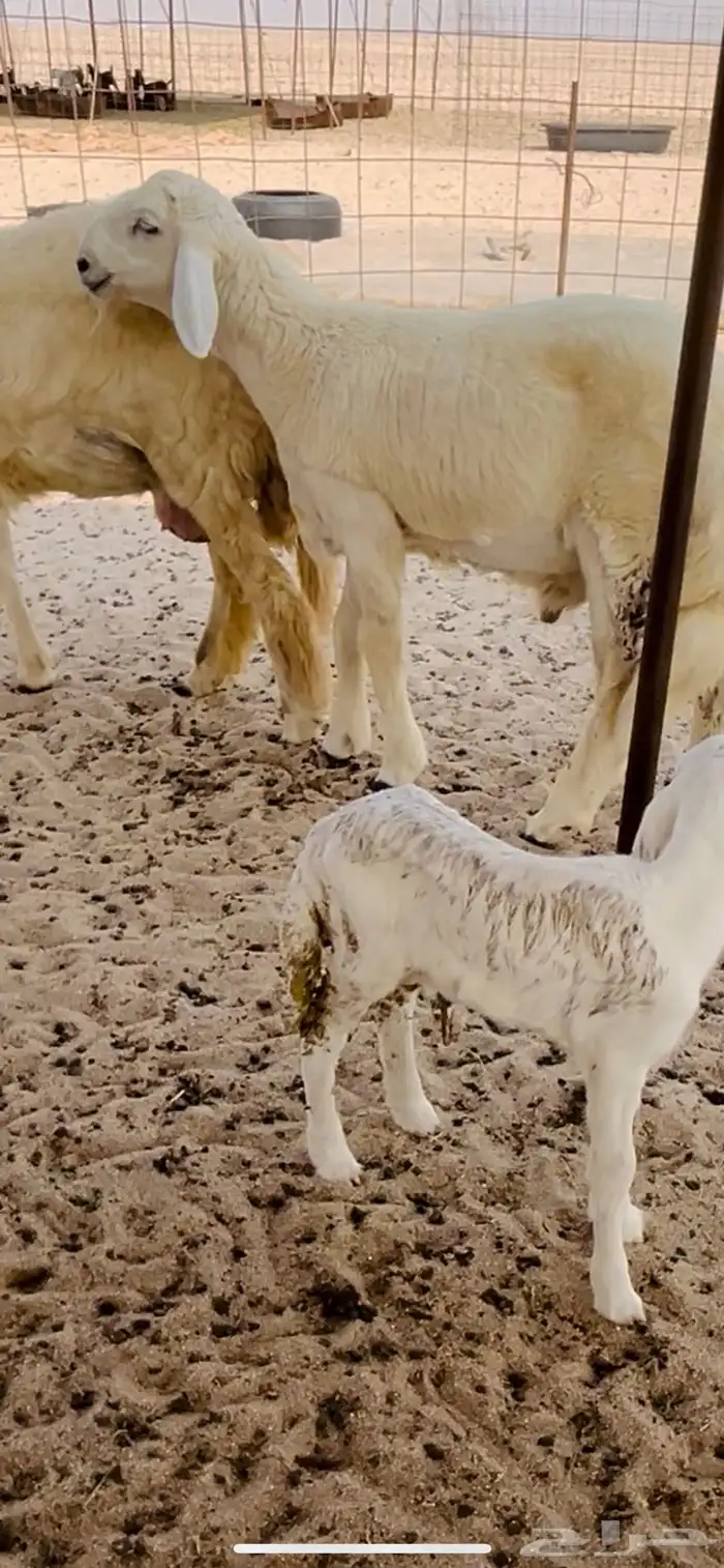 مشروع فحل صنف الصنف 1