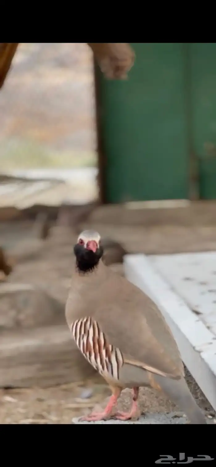 اعاقيب ابو خد اسود 1