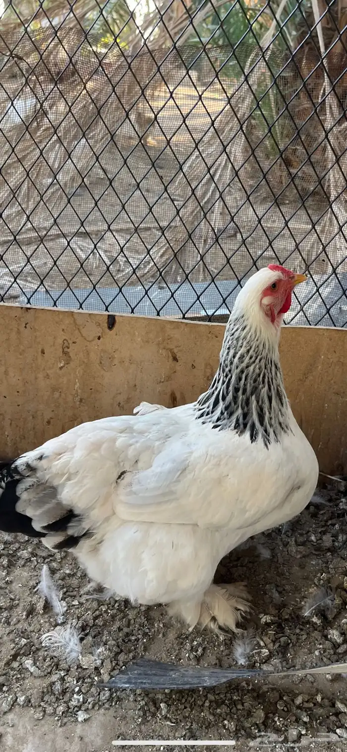 دجاج براهما للبيع 0
