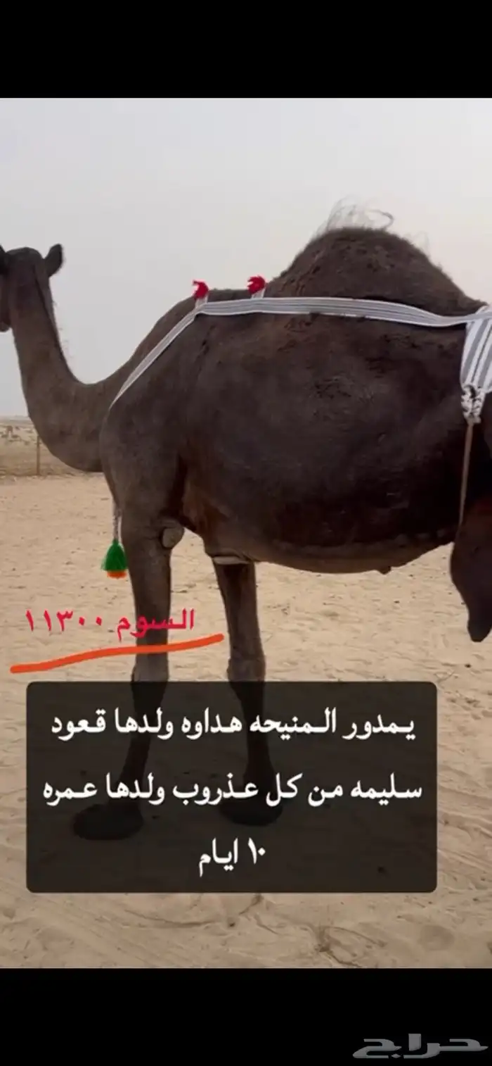 ناقه للبيع 0