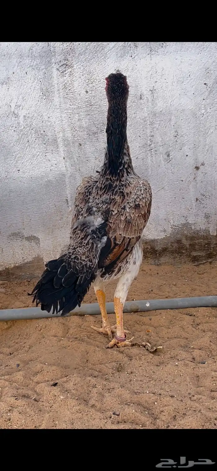 شاموديك ودجاجه 10