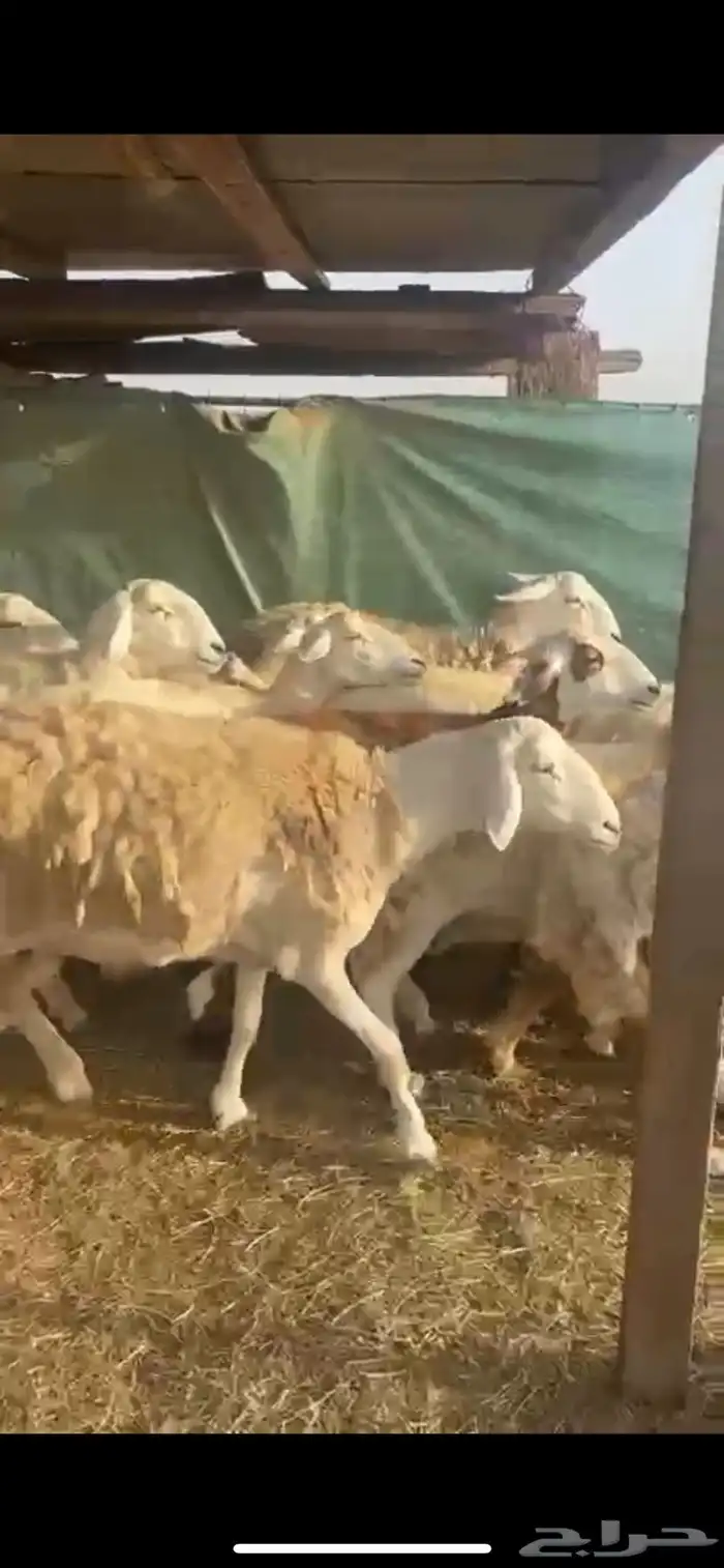 ضان حرش صنف رقم 1 دقيع 0