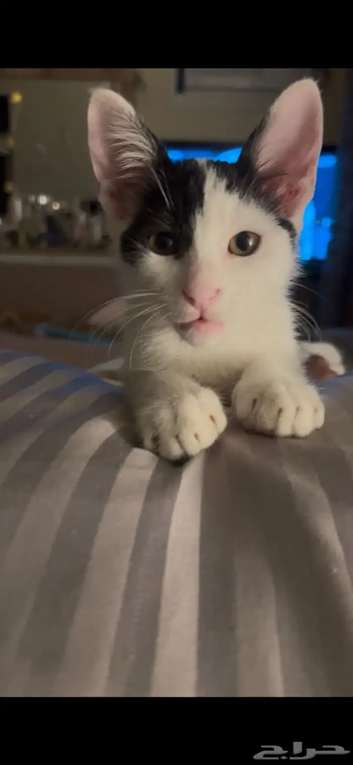 أنقذوني من الشارع 1