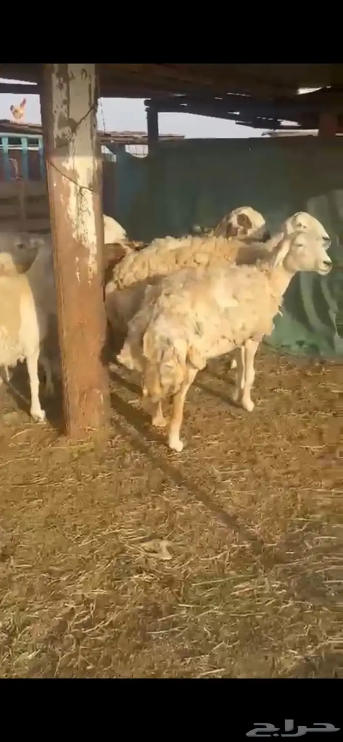 ضان حرش صنف رقم 1 دقيع 2