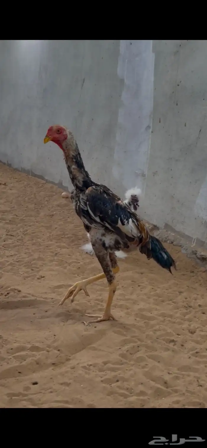 شاموديك ودجاجه 1