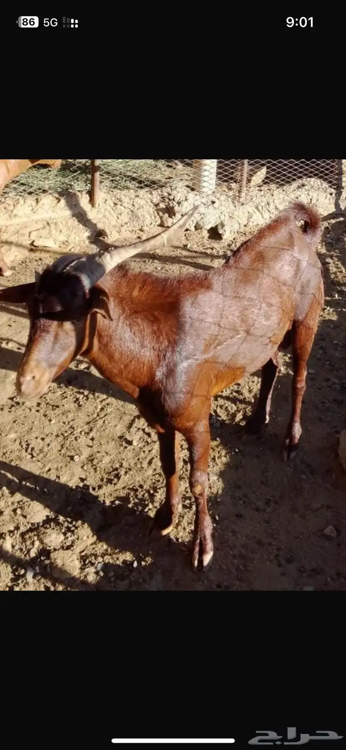 تيس فحل مشروط 0