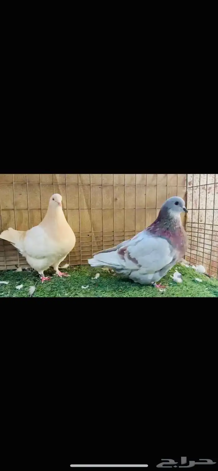 زوج فرش لمن وحامل 3