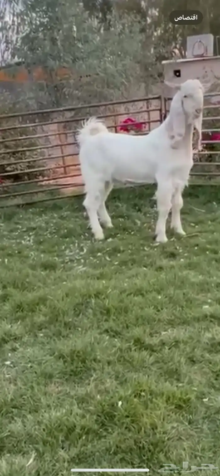 تيس ابيض مشروع فحل عمر 7 شهور من سلاله الانقليزي 1