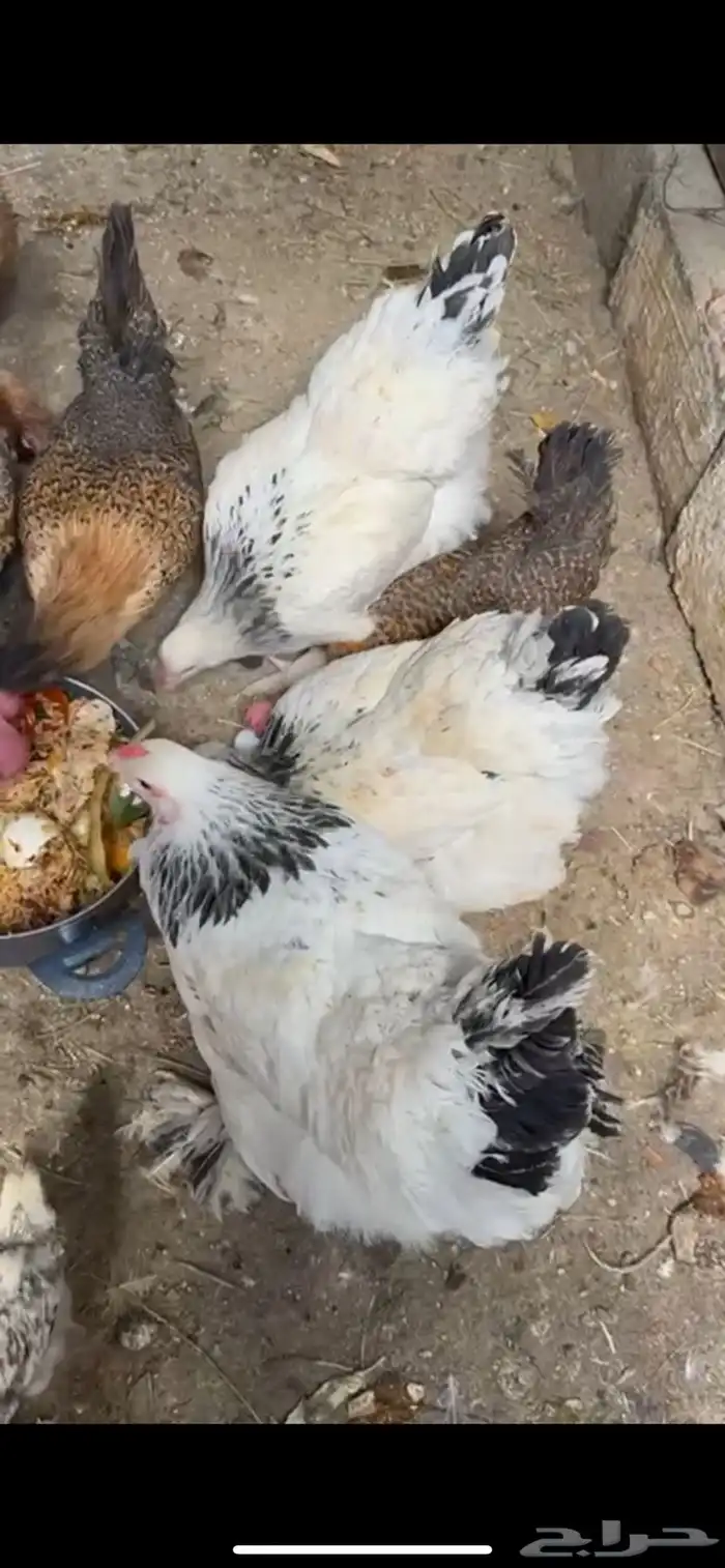 يوجد4 من البراهما أمريكي وطبق واحد فقط من البيض البلدي 2