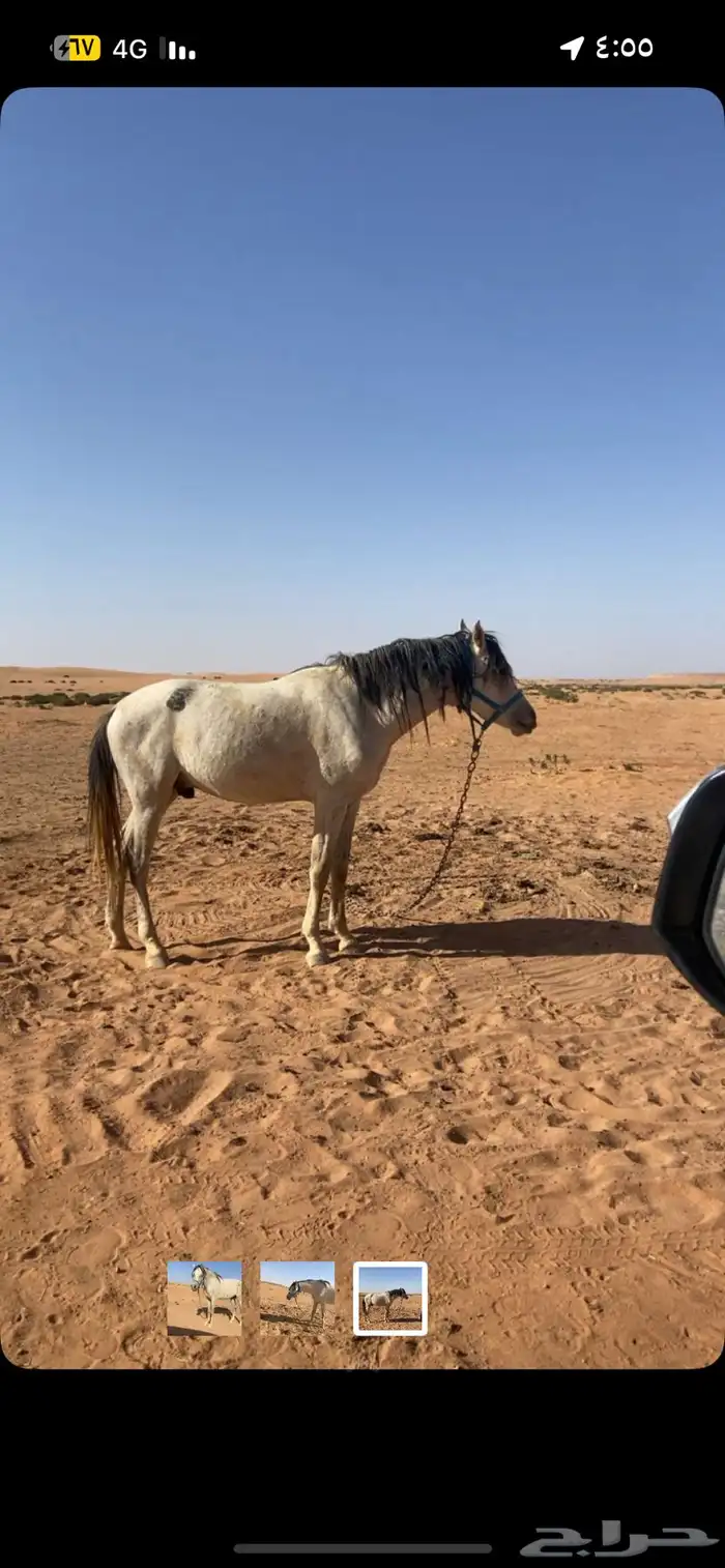 حصان للبيع الموقع غرب شقراء مع البل مبطي من الركوب العمر 6 0