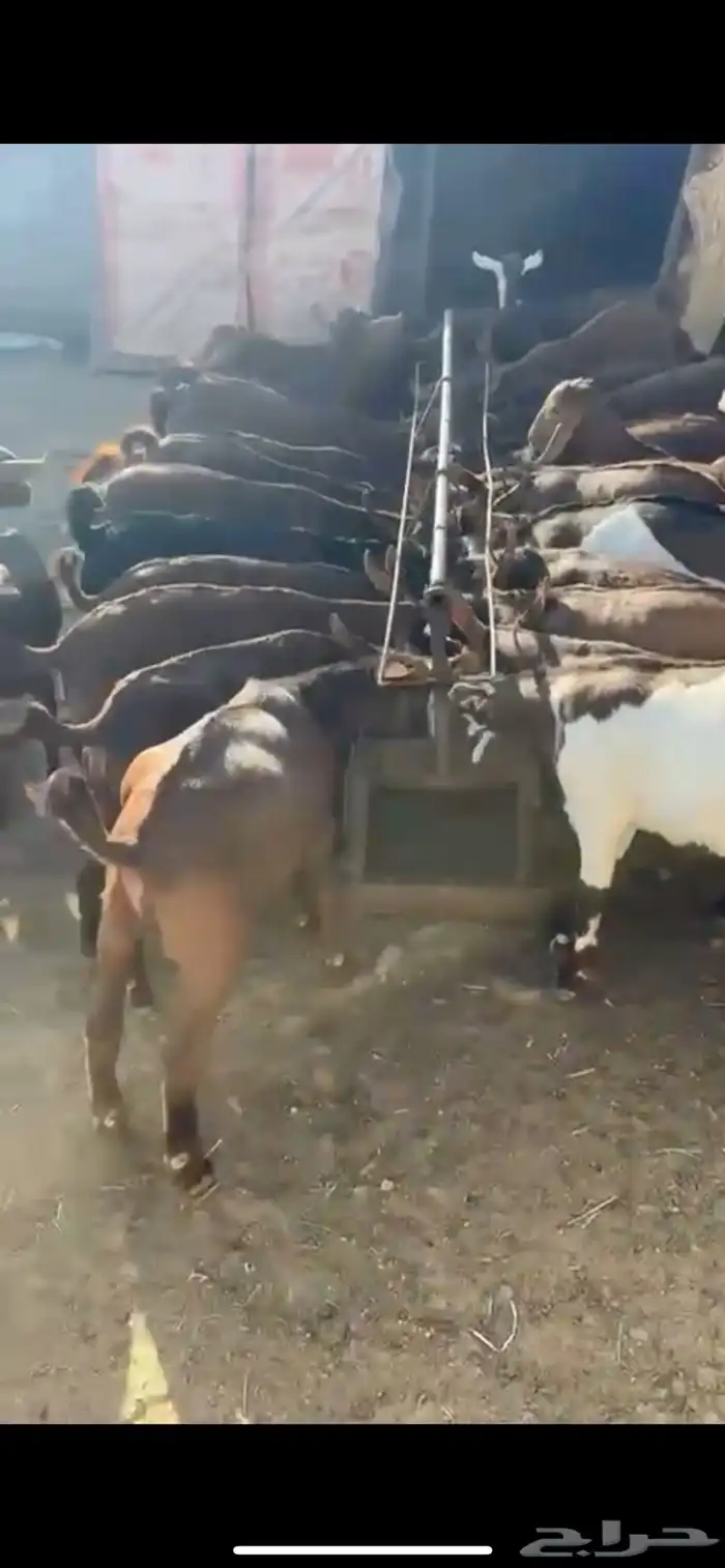 بهم تيوس وعنقان 0