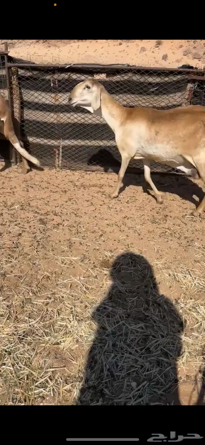 سواكن خلفات 5