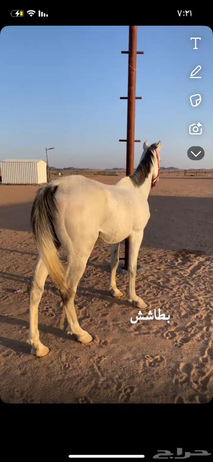 للبيع حصان شعبي العمر خمس سنين الصحه سليمه والحصان طيب 0