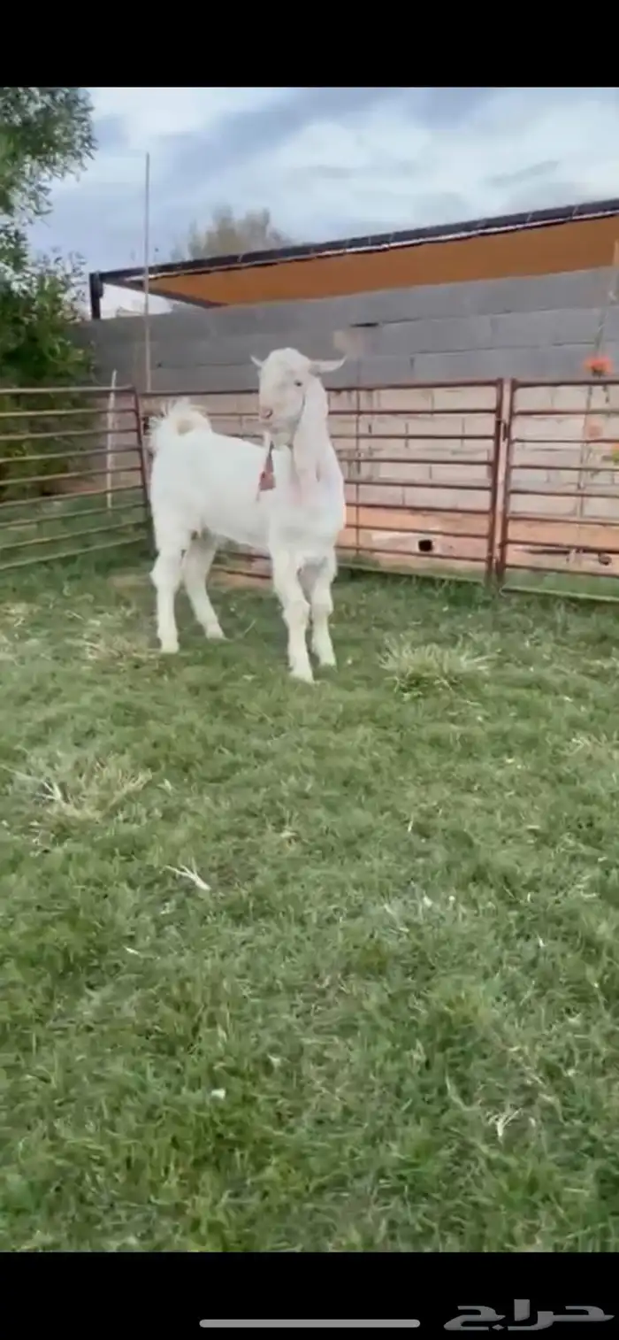 تيس ابيض مشروع فحل عمر 7 شهور من سلاله الانقليزي 0