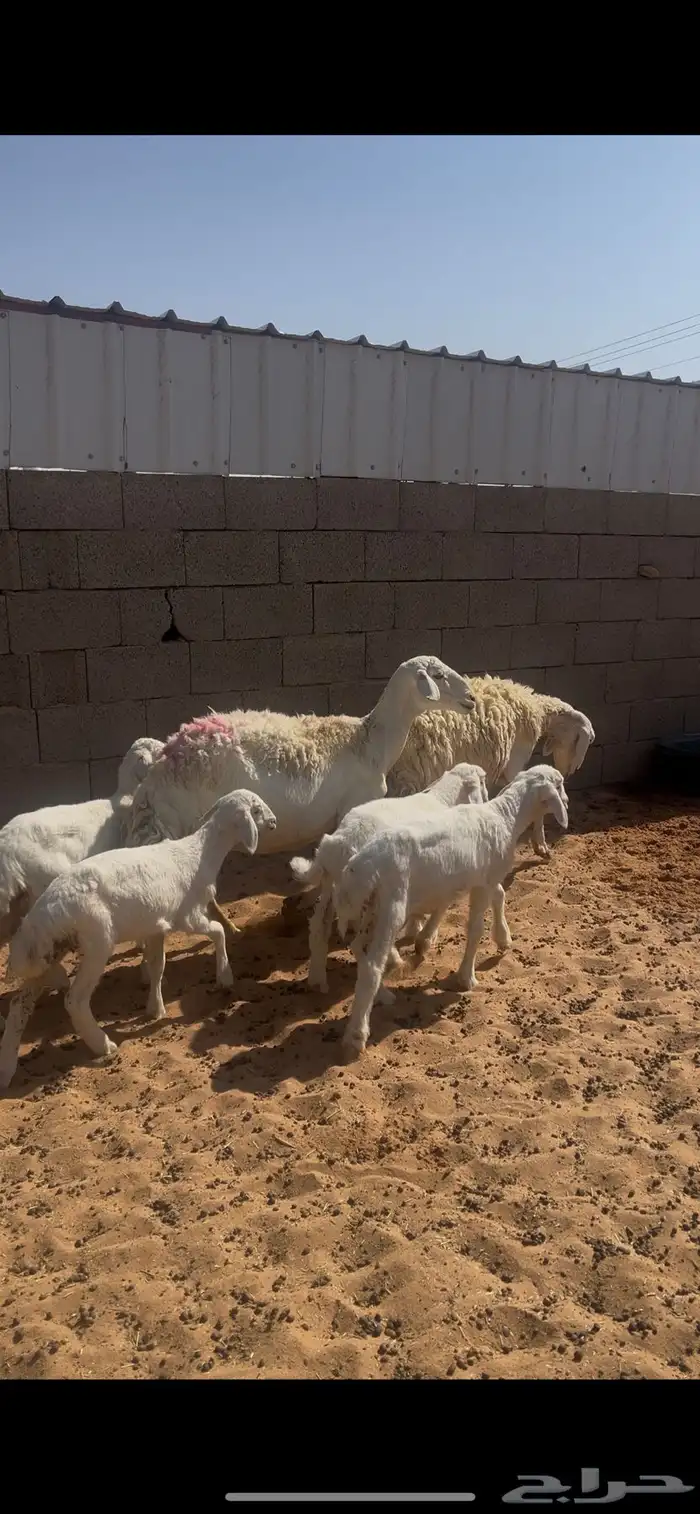 حريات حرش متاويم 1