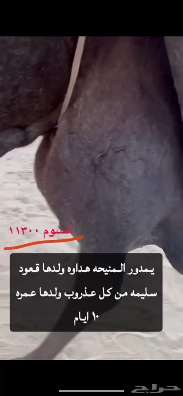 ناقه للبيع 4