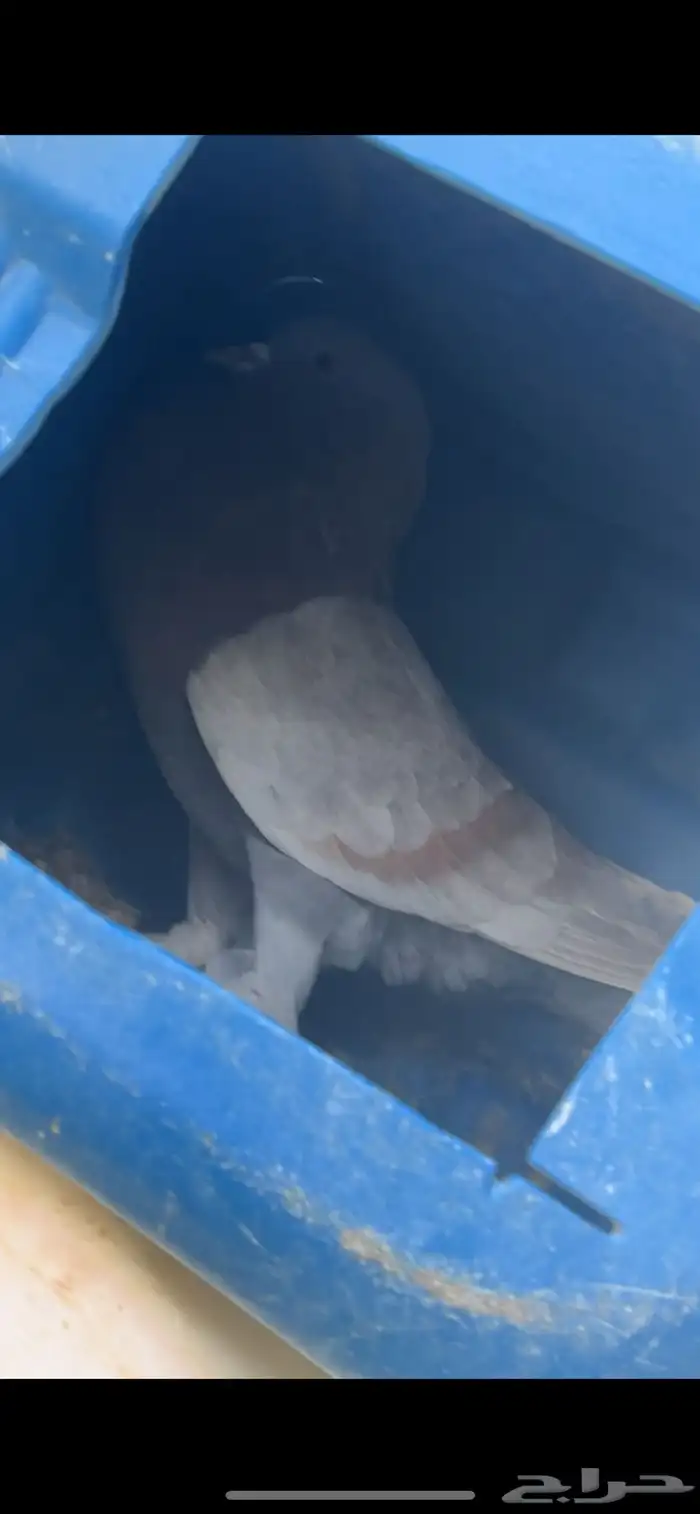 ( عرض خاص ) ذكر حمام نفاخ 1