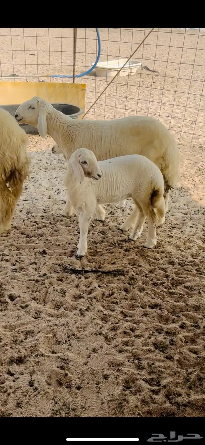 مشروع فحل صنف الصنف 0