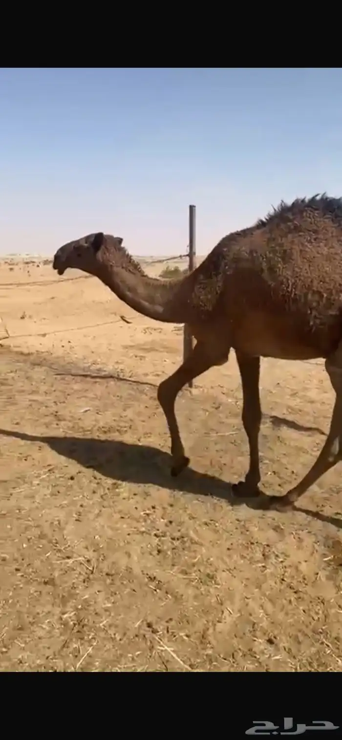 بكره للبيع 0