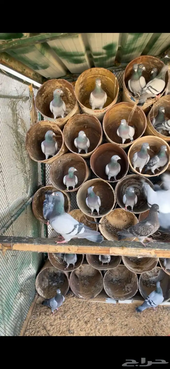 حمام زاجل اجواز طيبه 0