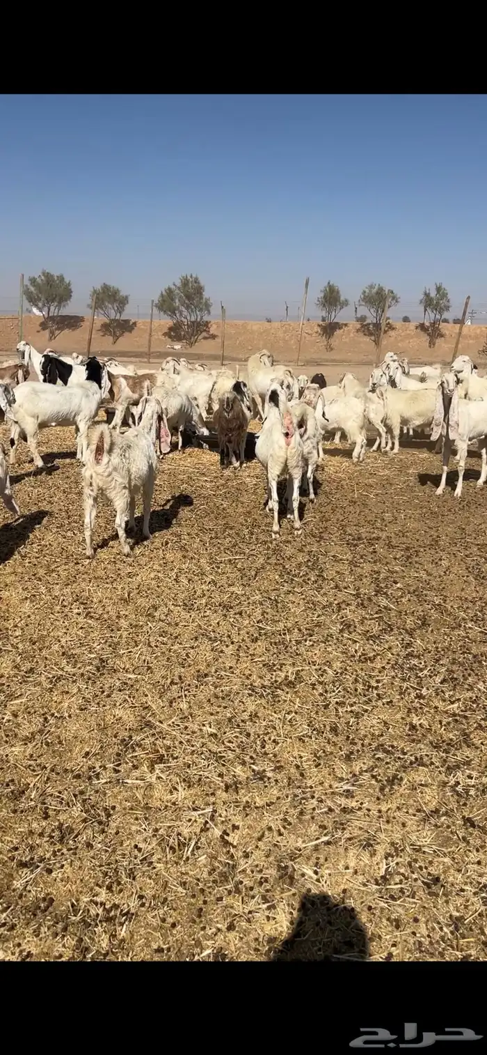 معزا مشاريك 1