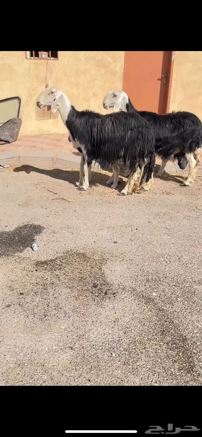 غنم نجد موليد2 1