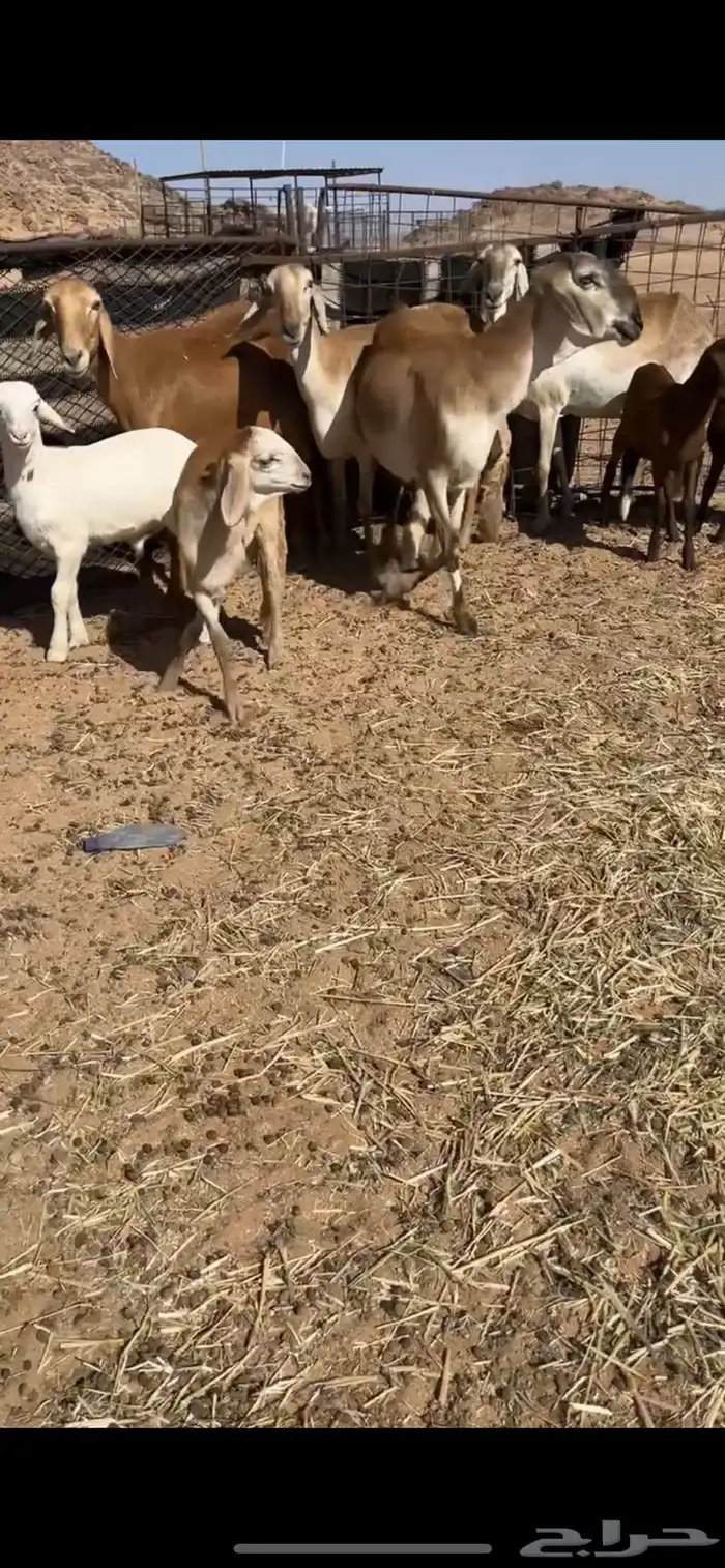 سواكن خلفات 1