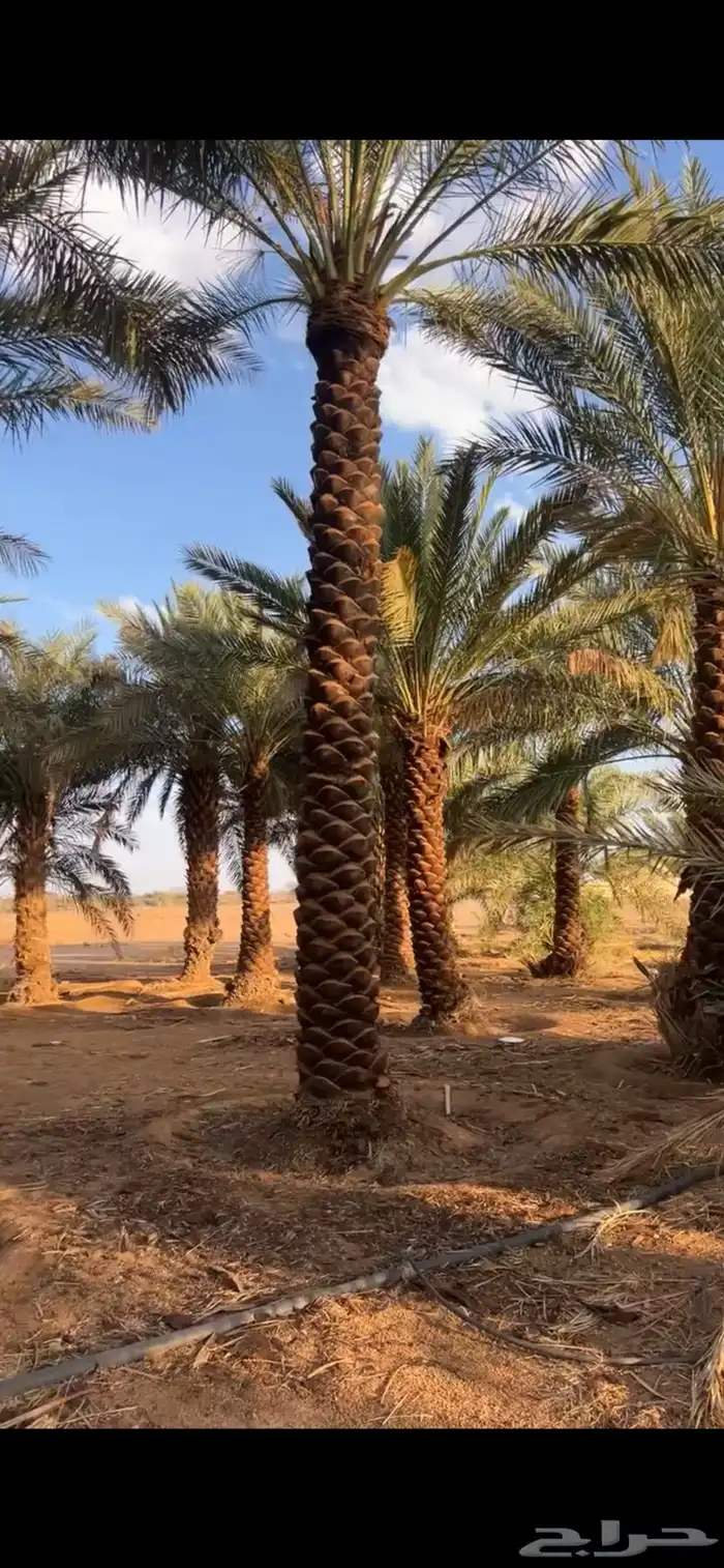 نخيل مكرب للبيع 1