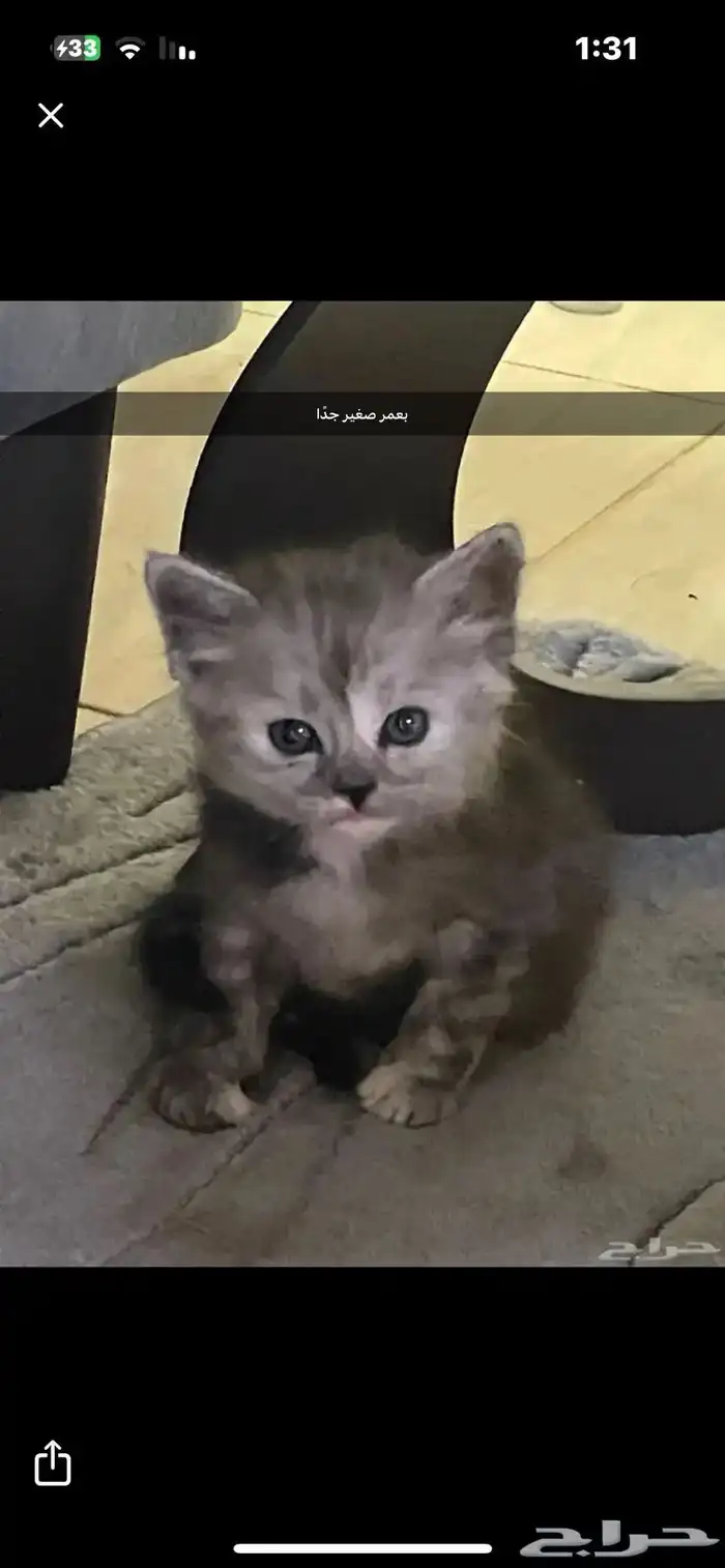 قطه صغيره للبيع 0